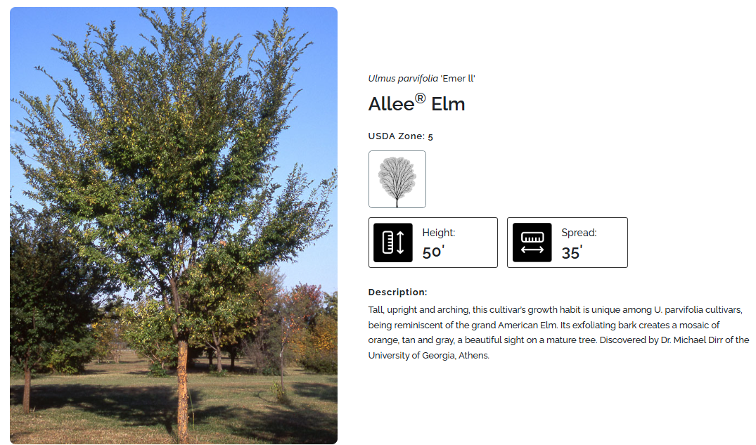 lacebark elm